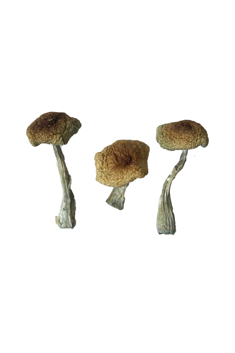 Penis Envy 6 Magic Mushrooms